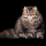 ekstasy - an exotic longhair cat