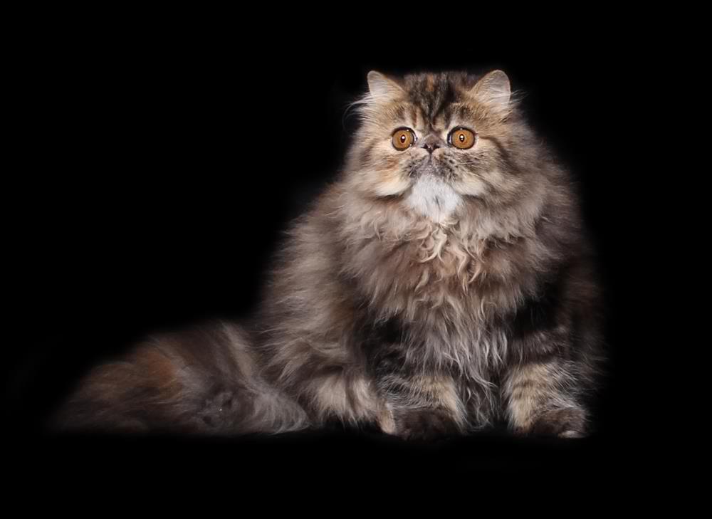 Exotic Longhair Cat – Cat Breeds Guide