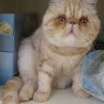Exotic Short Hair Male Aged 12 Months