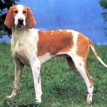 Grand anglo-français blanc et orange GREAT ANGLO-FRENCH WHITE AND ORANGE HOUND