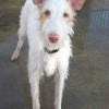 Wirehaired Ibizan hound available for adoption