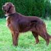 Full grown adult Irish Setter dog full body side view