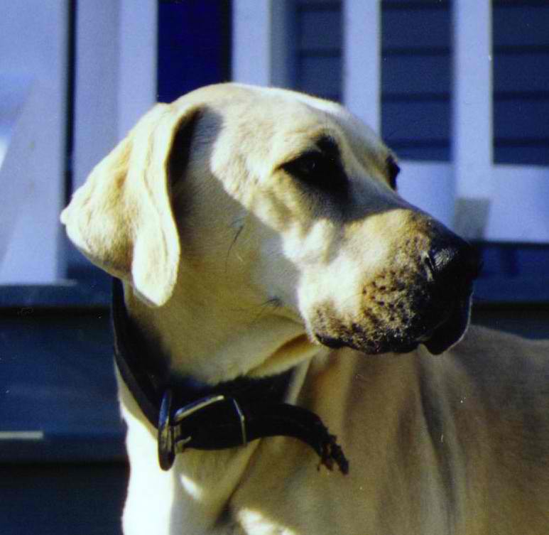 Weatherford Ben Black Mouth Cur – Dog Breed Guide