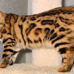 Cashmere Bengal or longhaired Bengal cat
