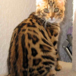Cashmere or longhaired Bengal Cat named Khemara