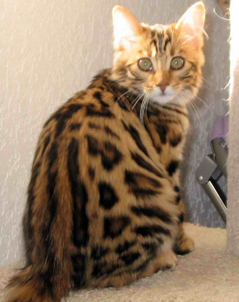 Longhaired Bengal Cat, Cat Breeds Guide