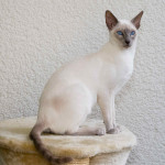 Lilac pointed Siamese cat