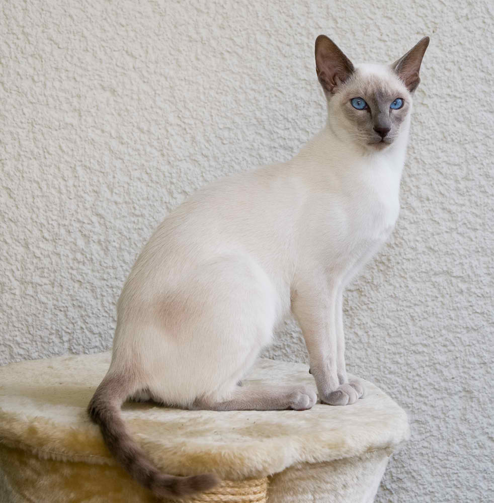 Siamese Cat Family – Cat Breeds Guide