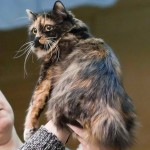Long haired manx cat, Cymric cat or Isle of Man longhair cat