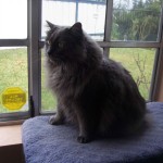 Cymric or long haired Manx cat image