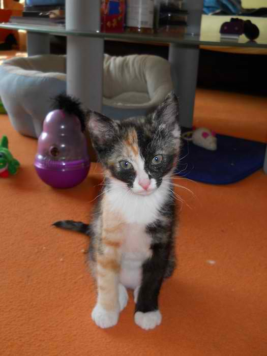LaPerm Shorthair Cat – Cat Breeds Guide