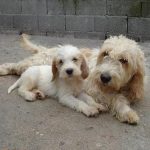 mum and pup Briquet Griffon Vendeen