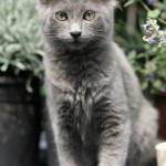 Nebelung cat posing for the camera