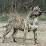 perro-de-presa-mallorquin-791688