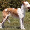sideview picture of a wirehaired Ibizan hound dog breed