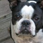 Profile Olde Boston Bulldogge