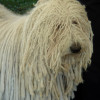 Puli dog with white coat close-up picture