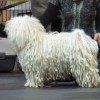 rare dog breeds white puli dog at a dog event