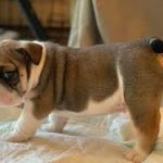 Puppy Titan Bull-Dogge