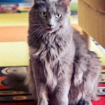 Longhaired Russian blue cat posing for the camera