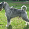 standard schnauzer dog groomed for show