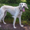 Full body shot of a white Saluki dog with a garden behind it