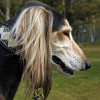 Close-up of a Saluki dog head portrait during an outdoor dog show