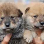 Shikoku-Puppies
