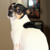 sitting pretty on the couch toy rat terrier