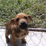 Playfull Florida Black Mouth Cur puppy