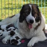 Tornjak with puppies