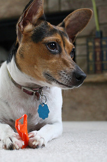 Toy Rat Terrier – Dog Breed Guide