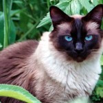 Traditional Balinese Cat frontal shot
