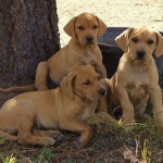 Puppies Ladner Yellow Black Mouth Cur