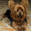 very cute photo of yorkshire terrier