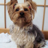 Pigtails on a Yorkshire Terrier