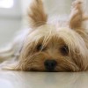 Yorkshire terrier dog looking so cute image