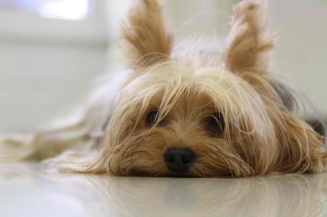 Yorkshire Terrier – Dog Breed Guide
