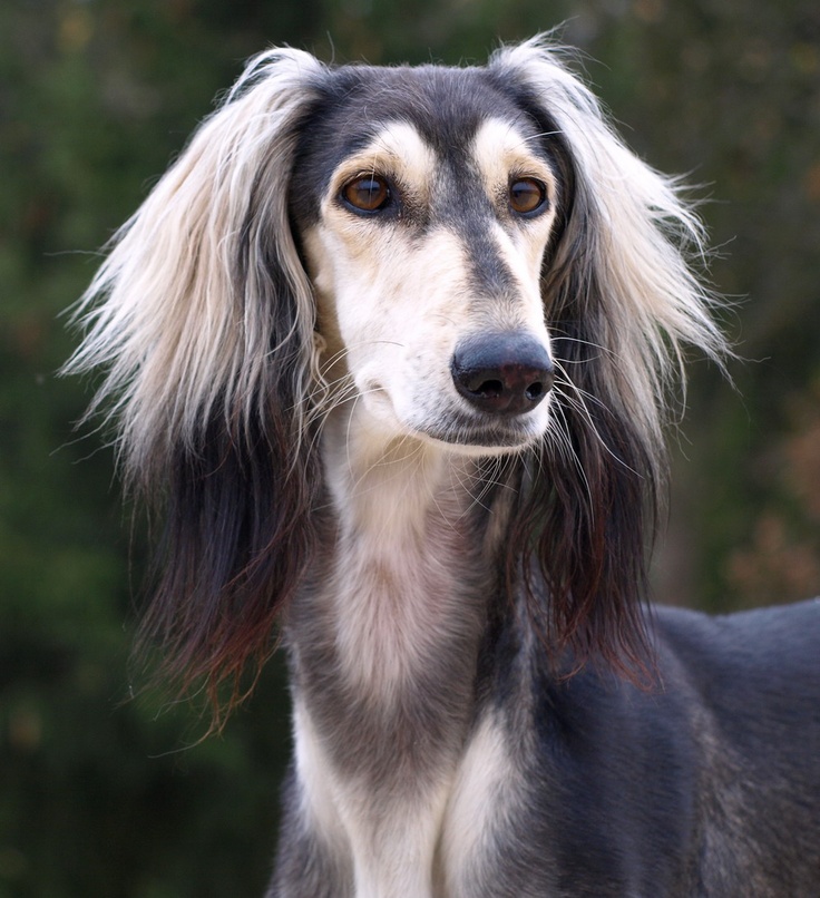 Persian Greyhound – Dog Breed Guide