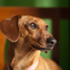 portrait of a dog breed standard dachshund dog