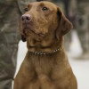 Labrador retriever as a military working dog
