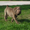 Picture of shar-pei dog with brown coat color