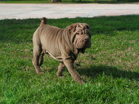 Shar-Pei – Ancient Chinese Dog Breed Guide