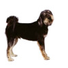 Adult Tibetan Kyi Apso dog standing all fours