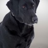 Labrador retriever black coated