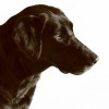 Black lab or labrador retreiver dog image in sephia