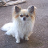 Longhaired chihuahua snobbish look