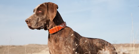 Burgos Pointer – Dog Breed Guide
