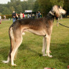 Outdoor dog show Persian Greyhound standing side view angle