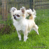 Longhaired Chihuahua Dog garden pictorial